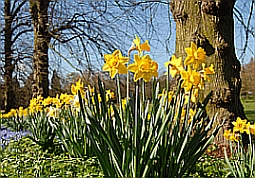 Daffodils by Nick Pye
