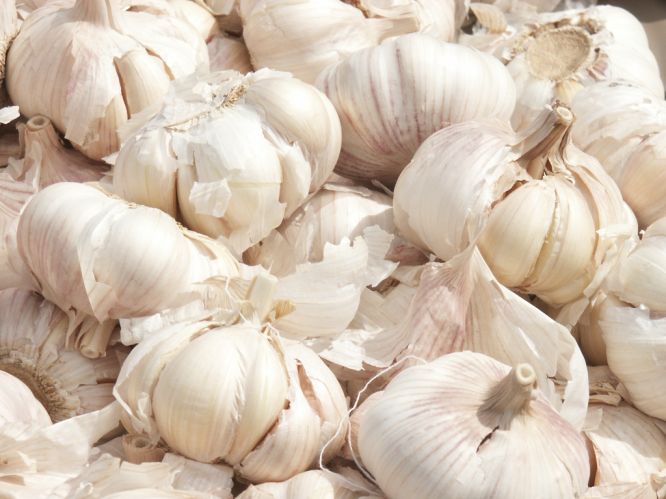 http://www.essentially-england.com/images/garlic.jpg