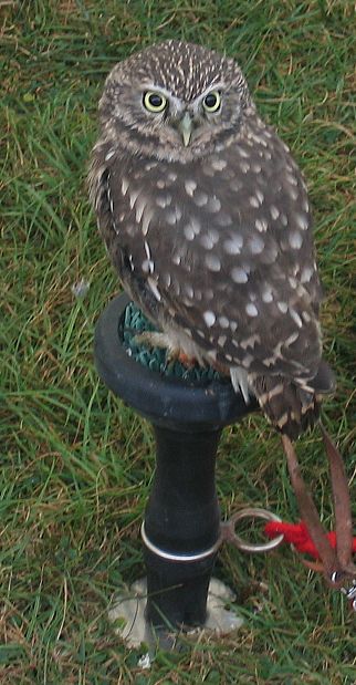 Falconry display
