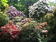 Rhododendrons in Sheringham Park