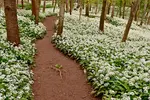 Woodland Path through Wild Garlic near Harlestone in Northamptonshire