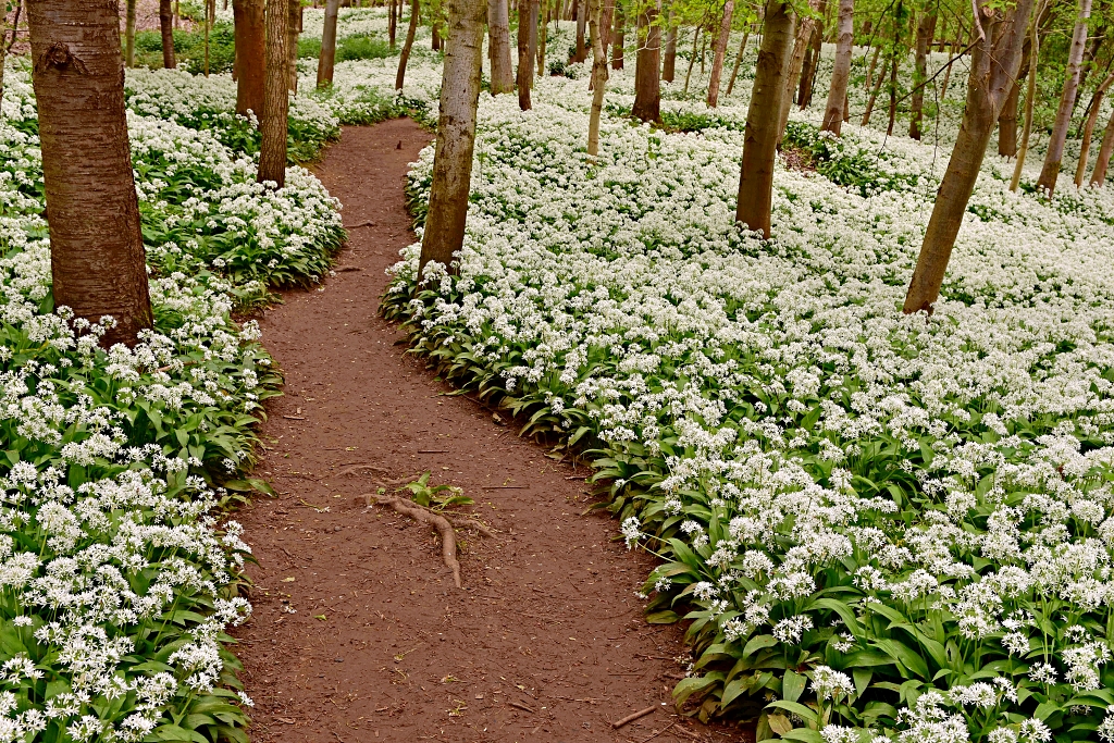 Woodland Path through Wild Garlic near Harlestone in Northamptonshire
