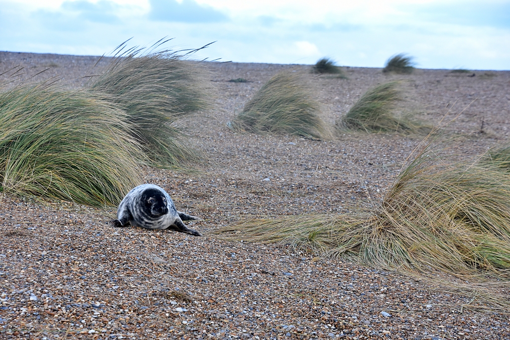 Grey seal pup on Blakeney Point.