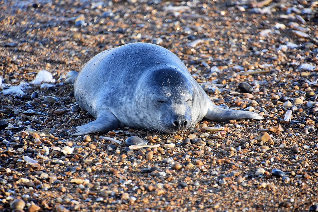 Grey seal pup on Blakeney Point.