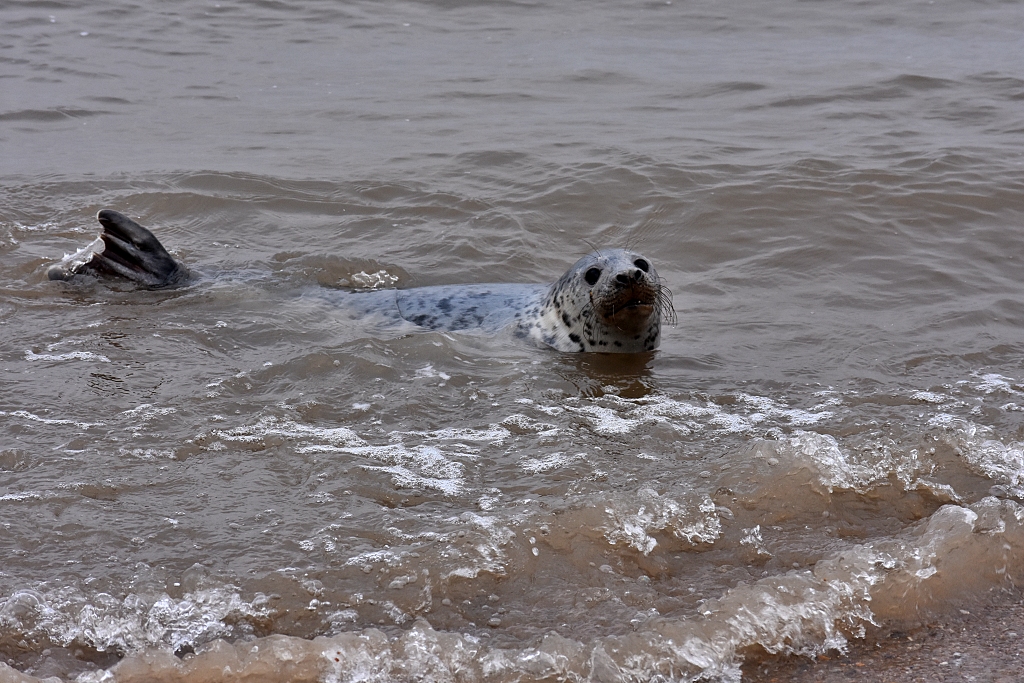 I'm Watching You - seal following us as we walk along Blakeney Point