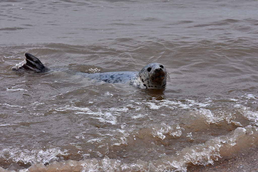 I'm Watching You - seal following us as we walk along Blakeney Point © essentially-england.com