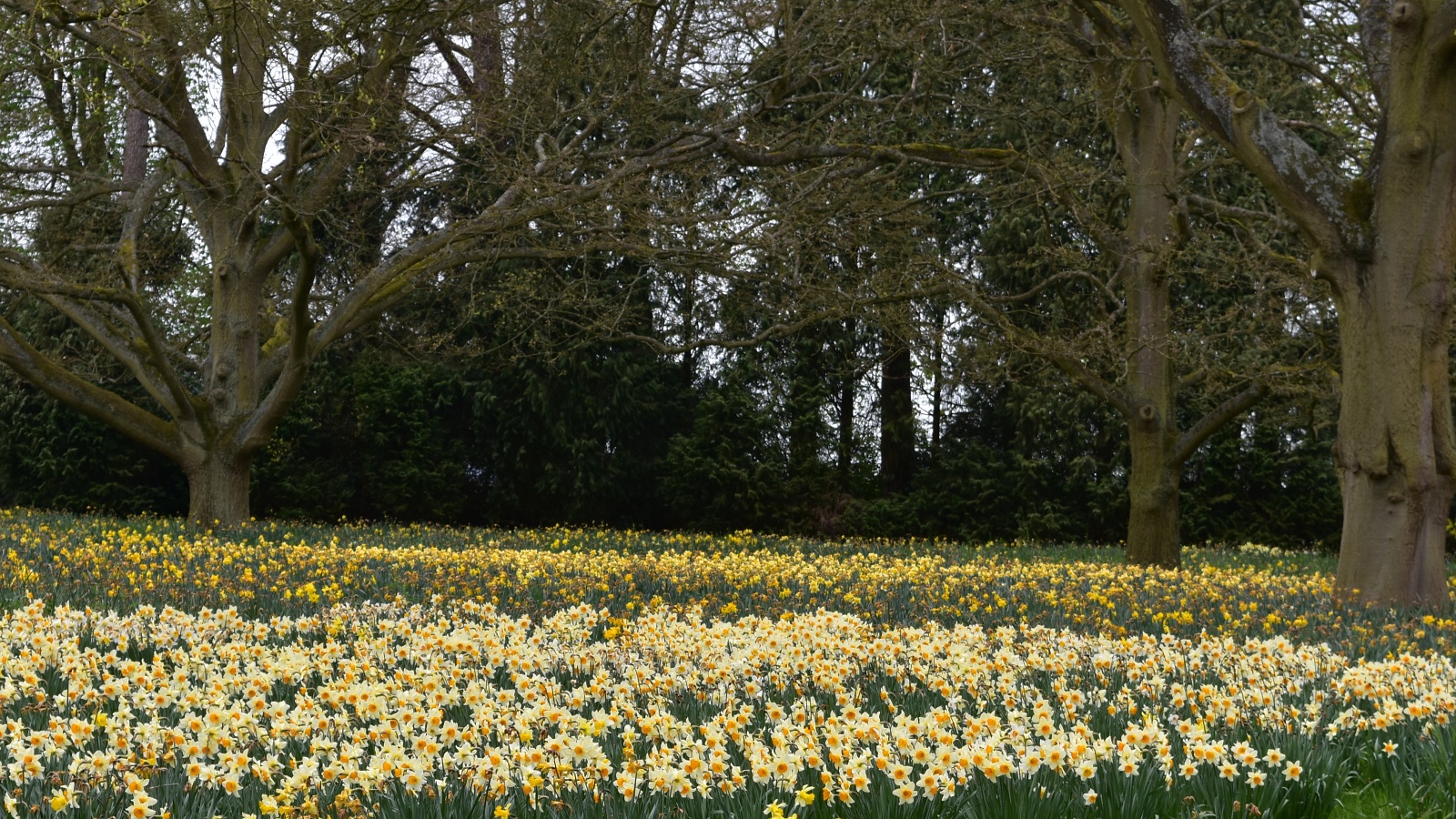 Daffodil Scene