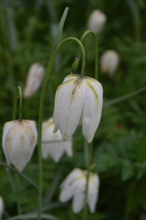 White fritillary in Ascott House gardens on bedfordshire Buckinghamshire border © essentially-england.com
