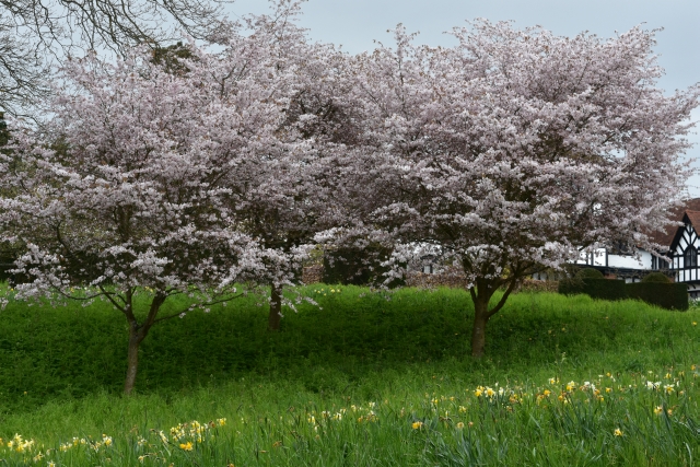 blossom trees in ascott house garden on the buckinghamshire bedfordshire border