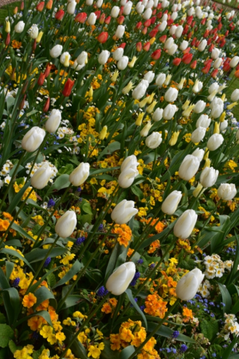 Tulips in the Dutch Garden © essentially-england.com