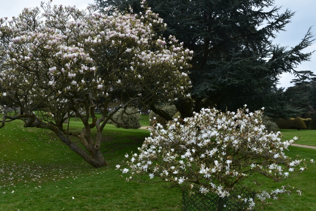 magnolia dell in ascott house garden on the buckinghamshire bedfordshire border