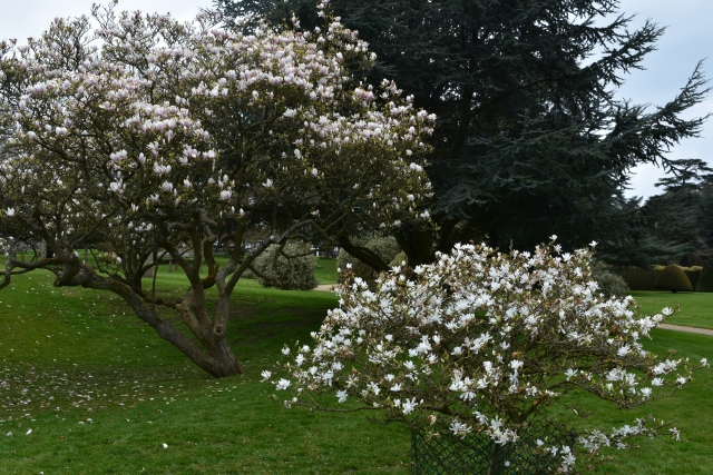Magnolia Dell © essentially-england.com