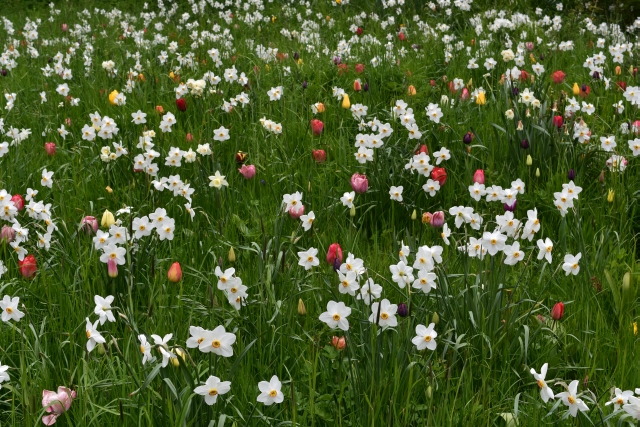 springtime in the chinese dell of ascott house garden on the buckinghamshire bedfordshire border