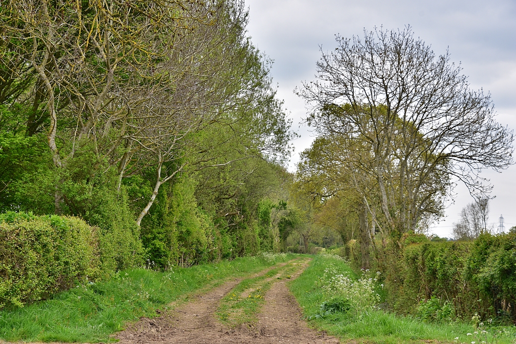 Muddy Track Heading to The Thames