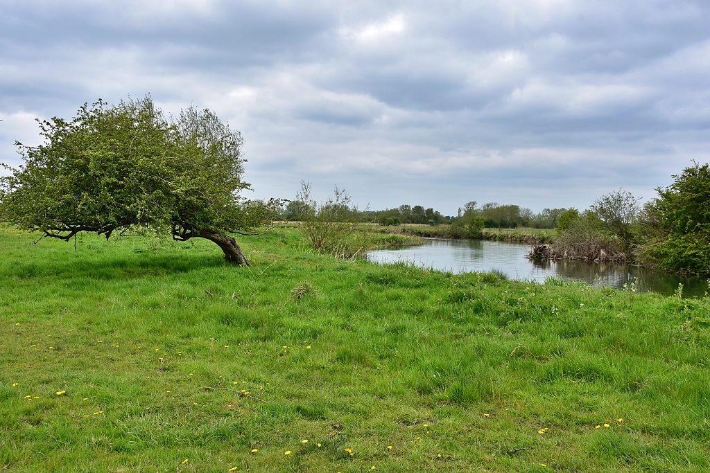 Peaceful Walking Along the River Thames