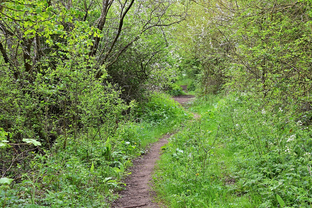 A Woodland Track Heading Back Towards Bampton