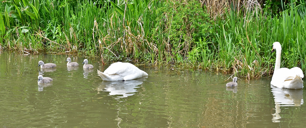 A Family of Swans on the Grand Union Canal © essentially-england.com