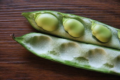 Broad Bean Recipes