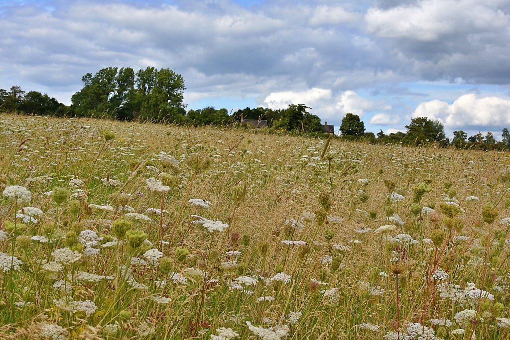 Wildflower Meadow © essentially-england.com