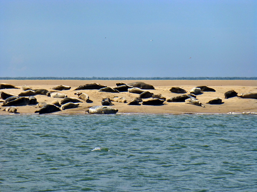 Common Seals Basking in the Summer Sun on Blakeney Point © essentially-england.com