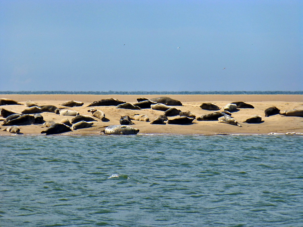 Common Seals Basking in the Summer Sun on Blakeney Point