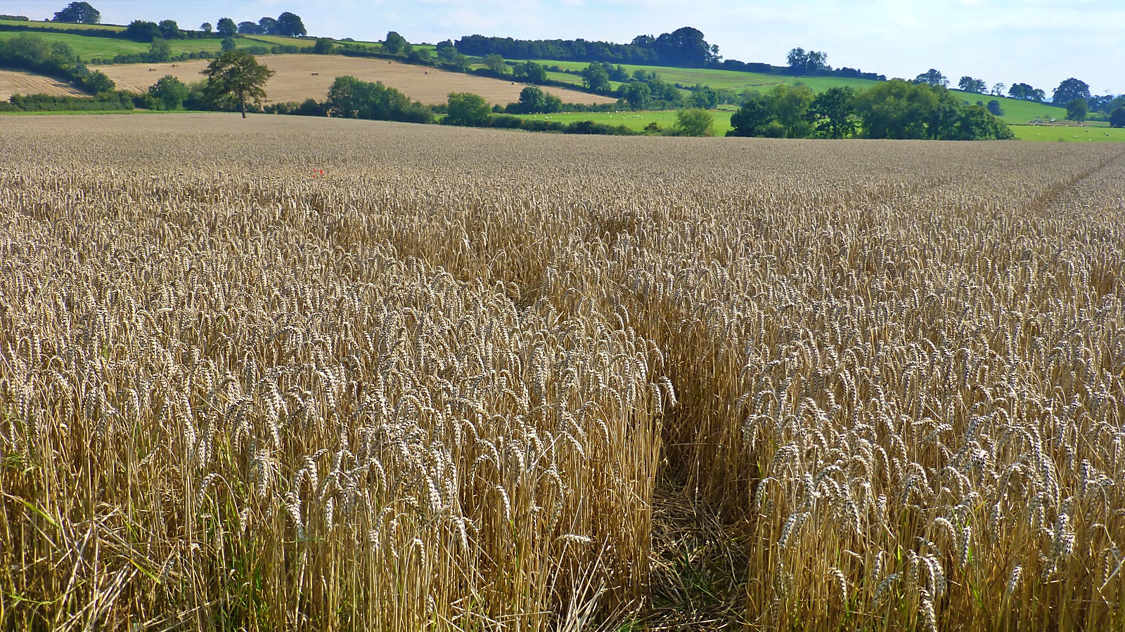 Walking in the Cotswolds