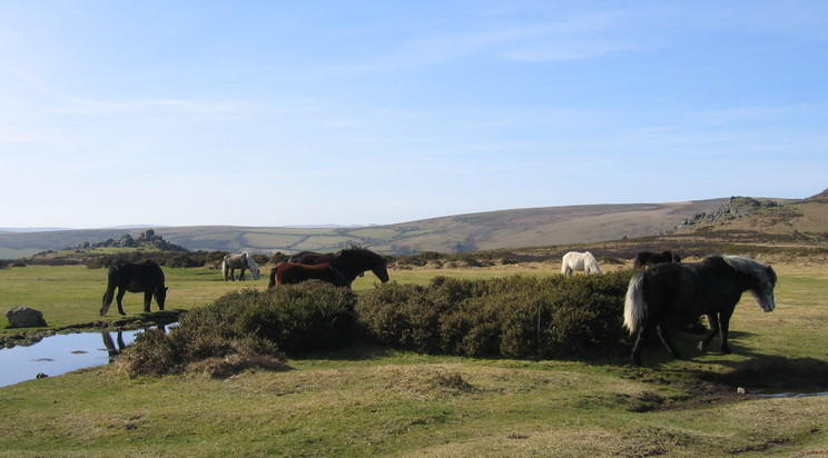 Dartmoor Ponies
