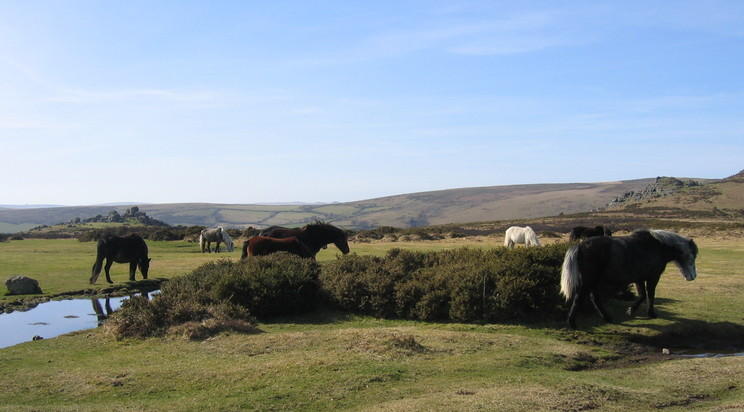 Dartmoor Ponies © essentially-england.com