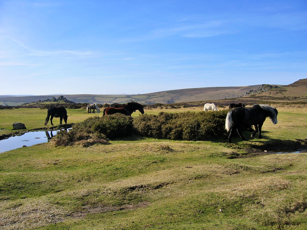 Dartmoor Ponies © essentially-england.com