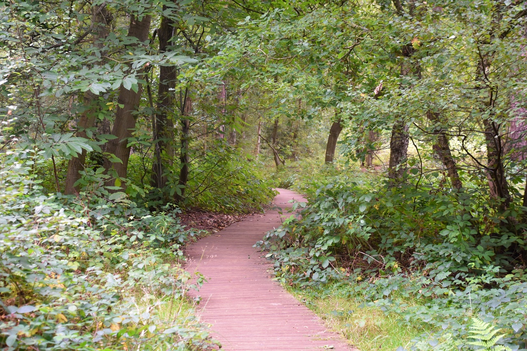 Woodland Boardwalk around Englemere Pond Nature Reserve © essentially-england.com