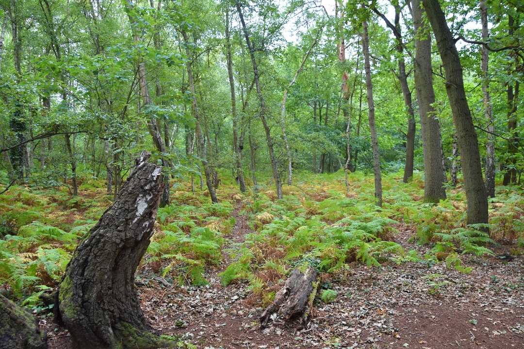 In Woodland at Englemere Pond Nature Reserve