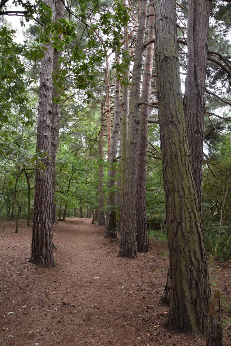 Tree Lined Path at Englemere Pond Nature Reserve