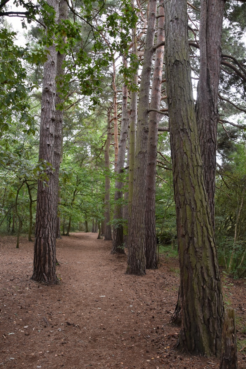 Tree Lined Path at Englemere Pond Nature Reserve © essentially-england.com