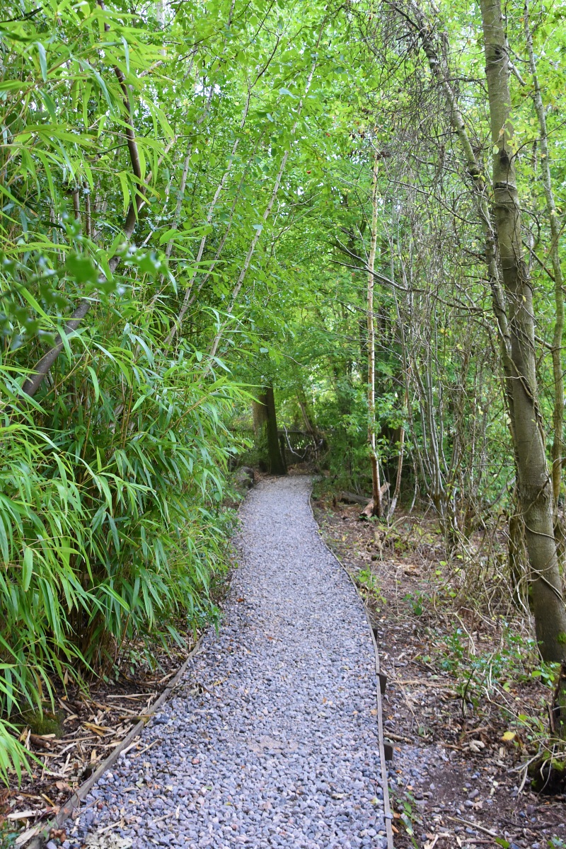 Rustling Bamboo at Englemere Pond Nature Reserve © essentially-england.com