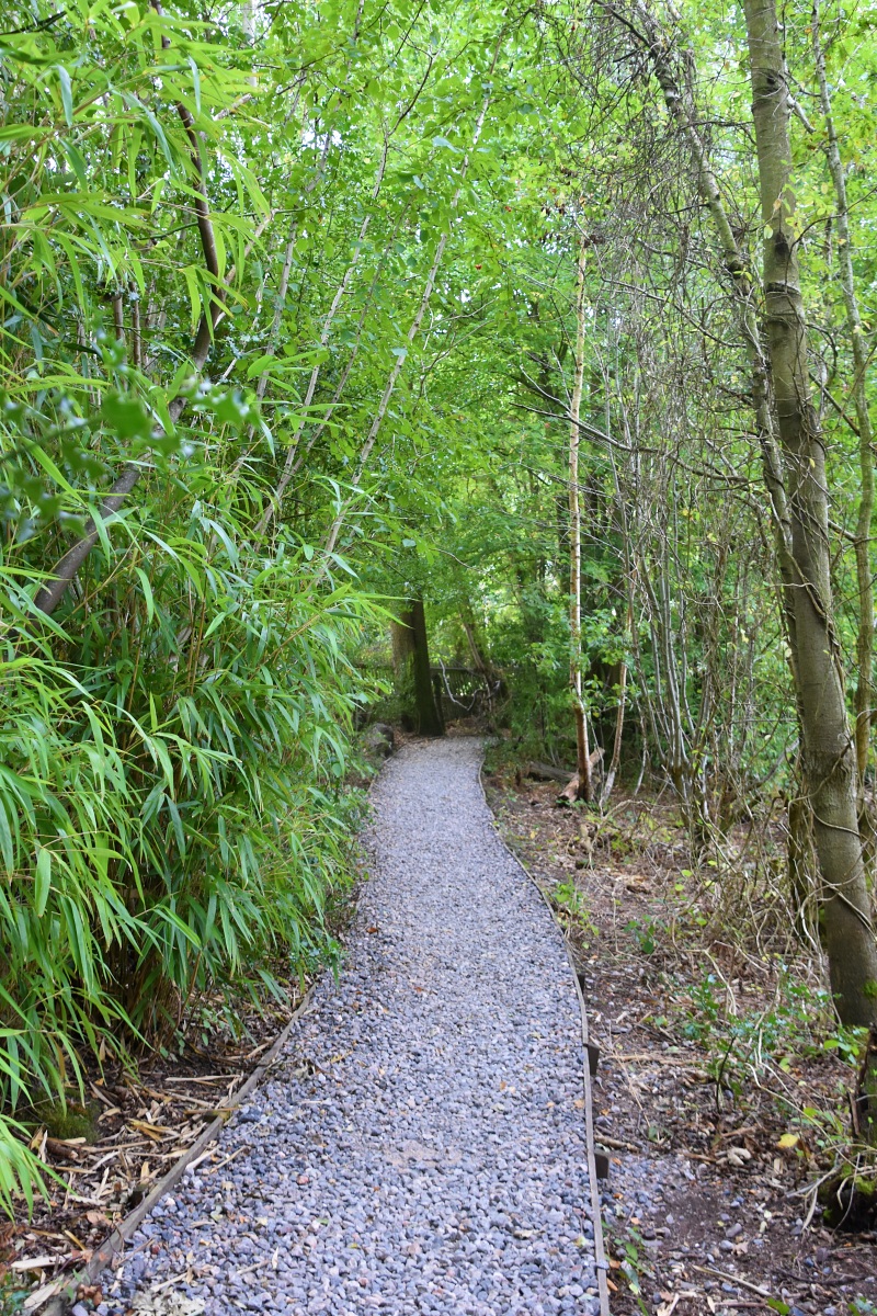 Rustling Bamboo at Englemere Pond Nature Reserve