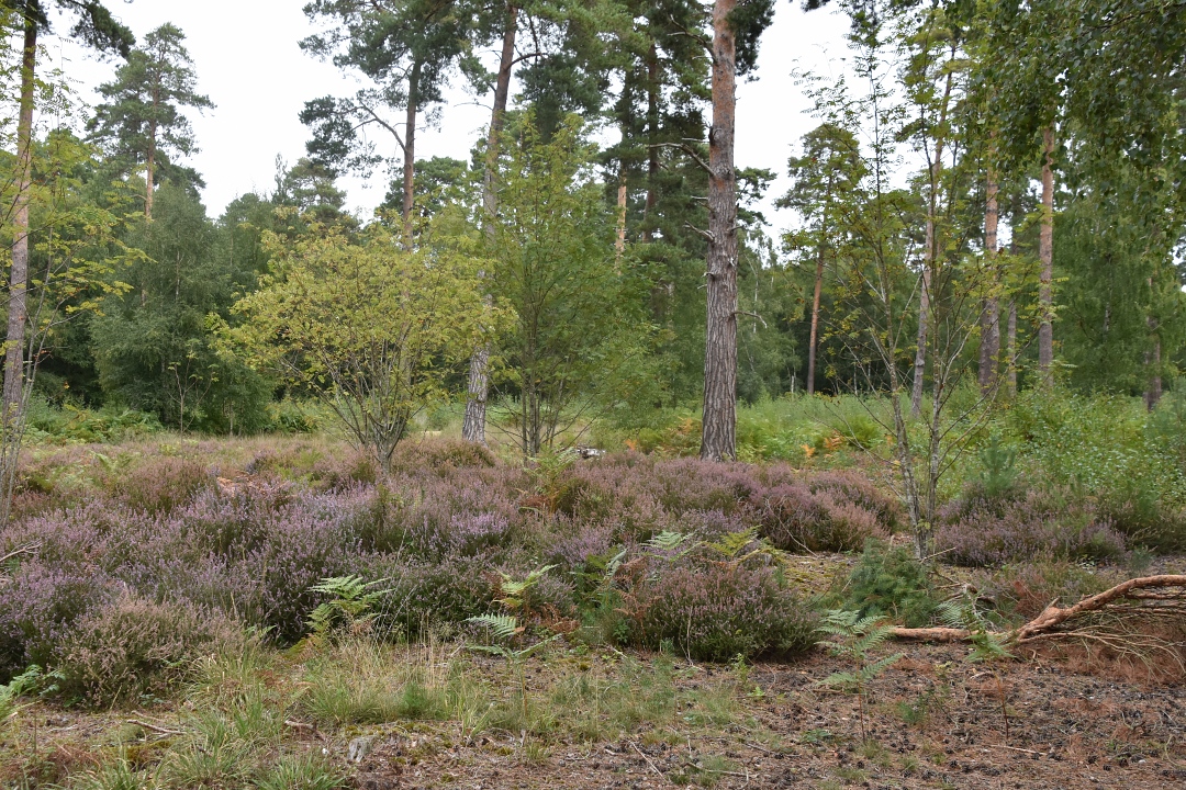 Heathland at Englemere Pond Nature Reserve