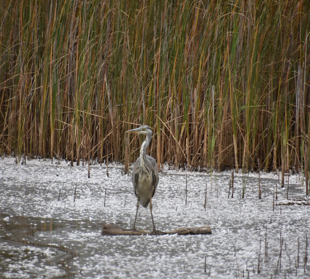 Heron Spotted Feeding at Englemere Pond Nature Reserve