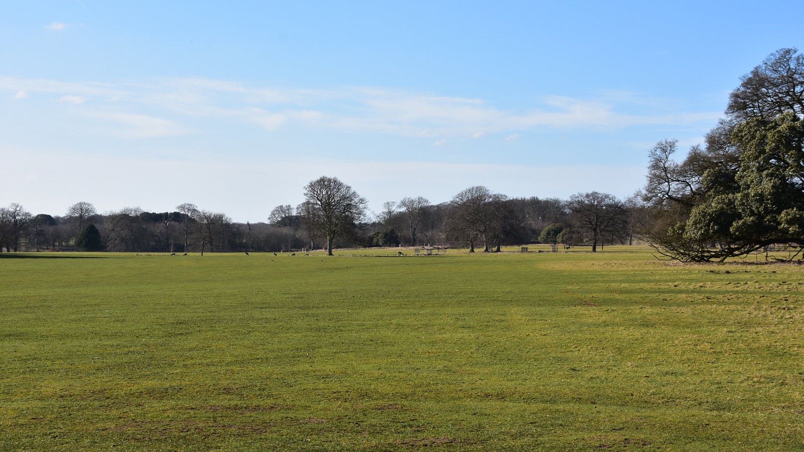 Holkham Parkland Scene