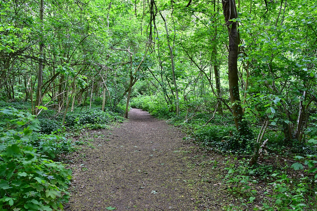 The Woodland Footpath to Combe