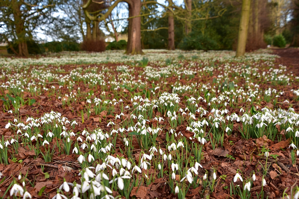 Snowdrops at Oxburgh Hall © essentially-england.com
