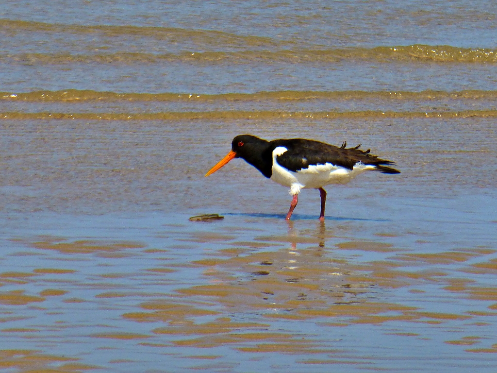 You may spot an Oyster Catcher © essentially-england.com