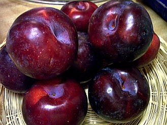 Plums for Plum and Sloe gin pudding