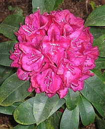 Rhododendron Blossom at Sheringham Park