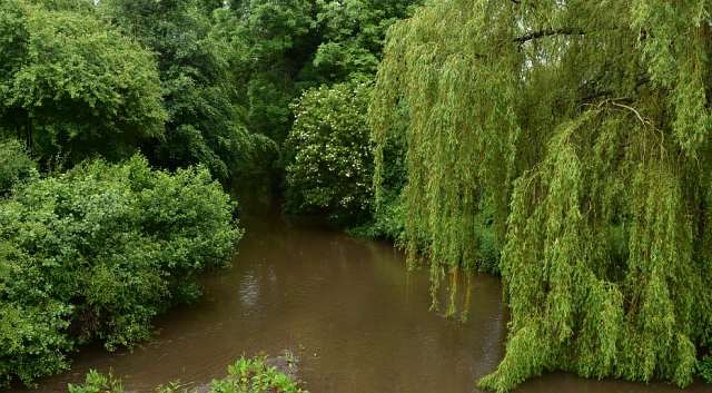 Willow Weeping into the River &copy; essentially-england.com