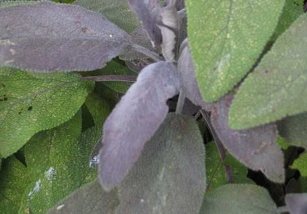 Sages in my herb garden