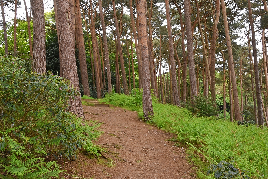 Pine Trees and Ferns at Sheringham Park © essentially-england.com