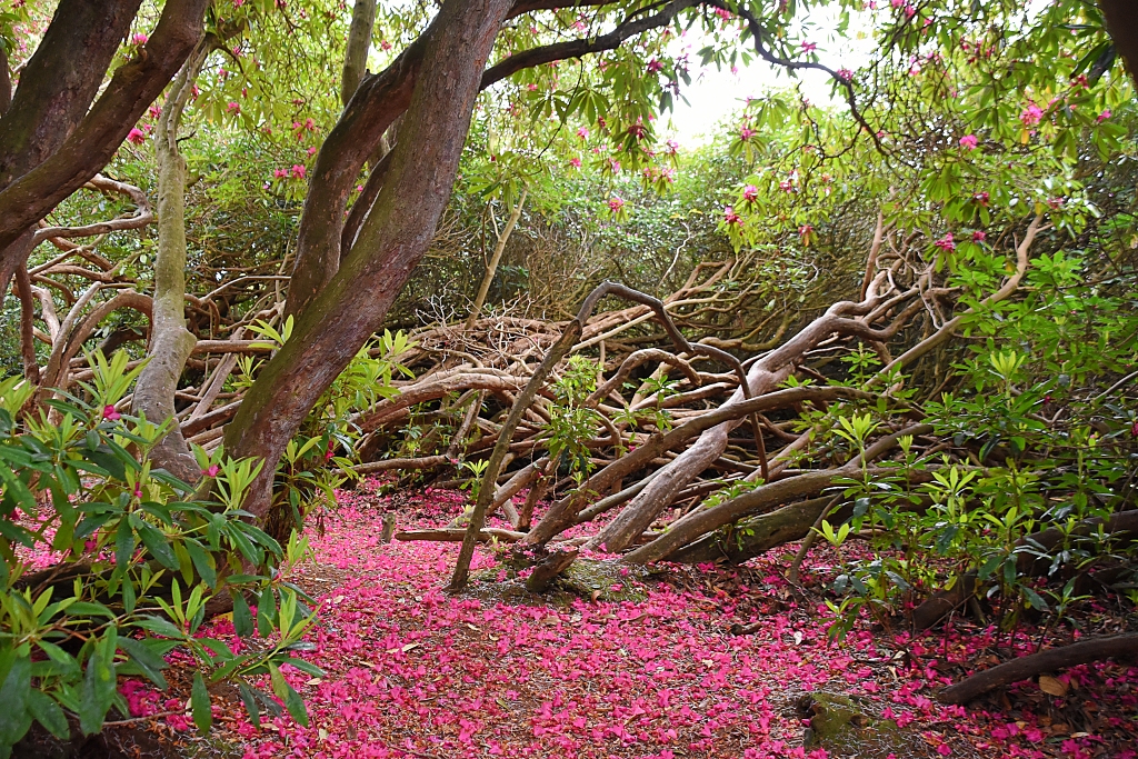 Red Rhododendron Petals Carpet the Ground in Sheringham Park