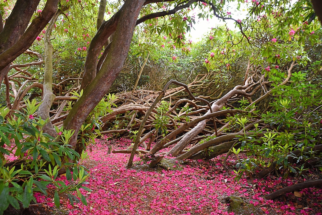 Red Rhododendron Petals Carpet the Ground in Sheringham Park © essentially-england.com