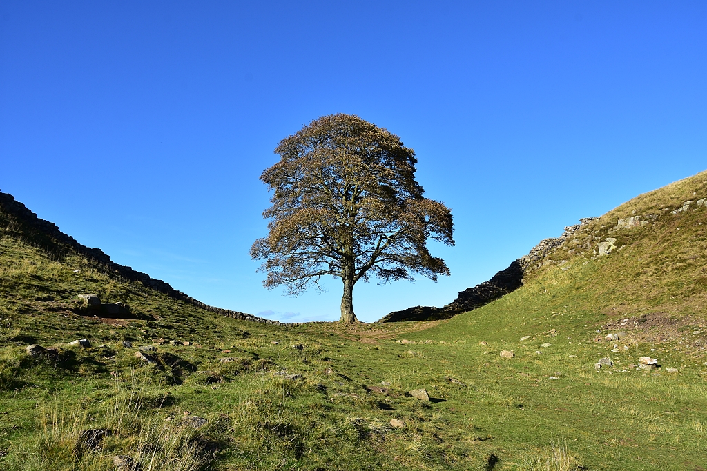 Sycamore Gap © essentially-england.com