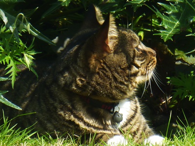 Tiger enjoying English summer | © essentially-england.com